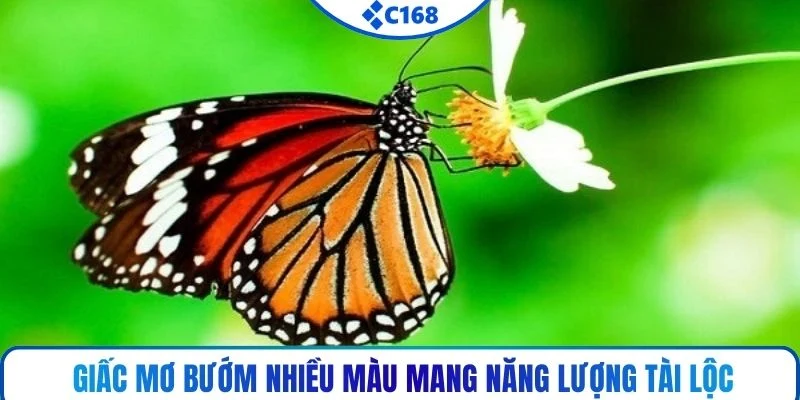 Giấc mơ bướm nhiều màu mang năng lượng tài lộc